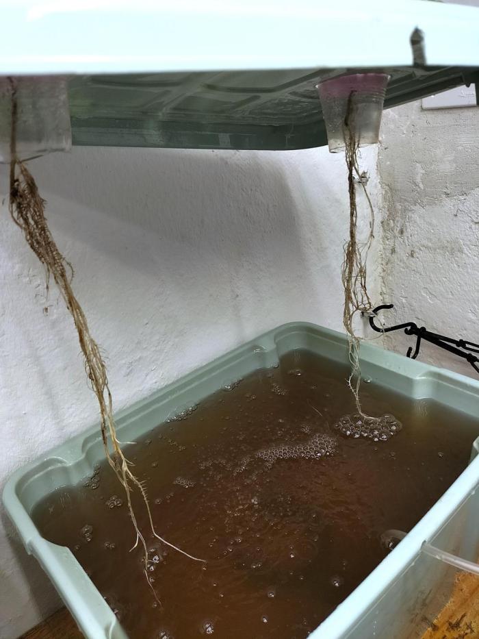 Hidroponics Black Sadow & Moon Light. Week 6