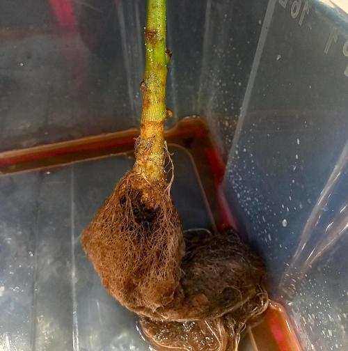 Hidroponics Black Sadow & Moon Light. Week 8