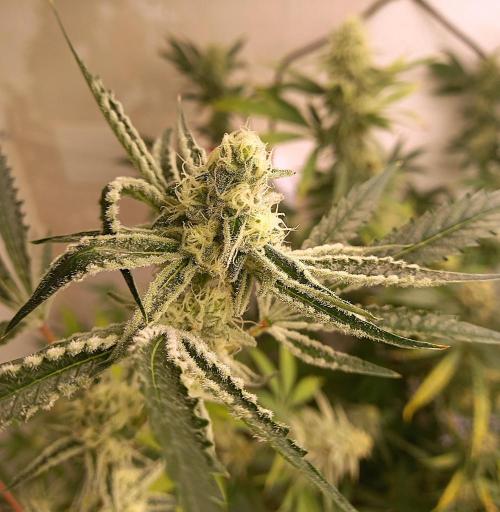 Hidroponics Black Sadow & Moon Light. Week 8