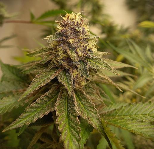 Hidroponics Black Sadow & Moon Light. Week 9