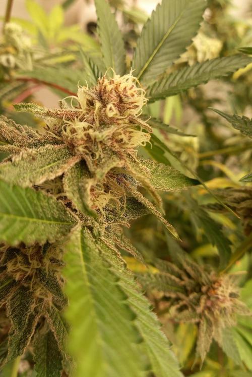 Hidroponics Black Sadow & Moon Light. Week 9