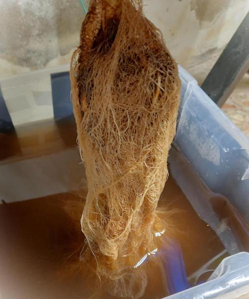 Hidroponics Black Sadow & Moon Light. Week 9