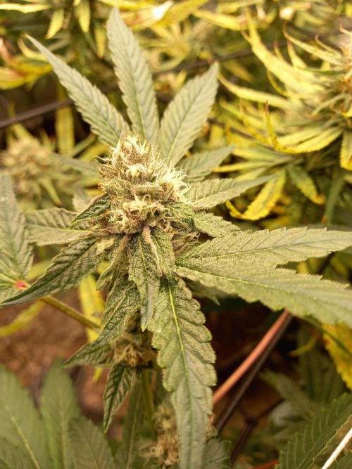 GoDi & Gelato.. Week 9