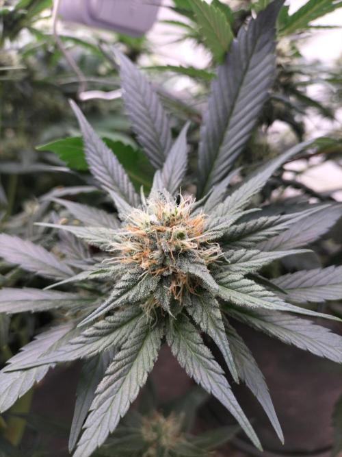 GoDi & Gelato.. Week 9