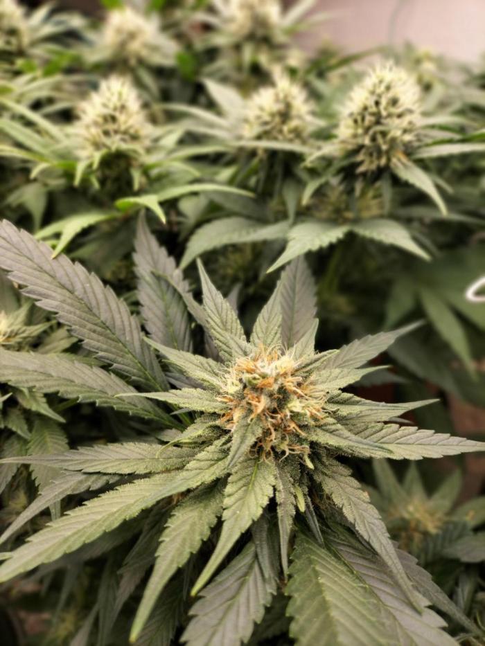 GoDi & Gelato.. Week 10