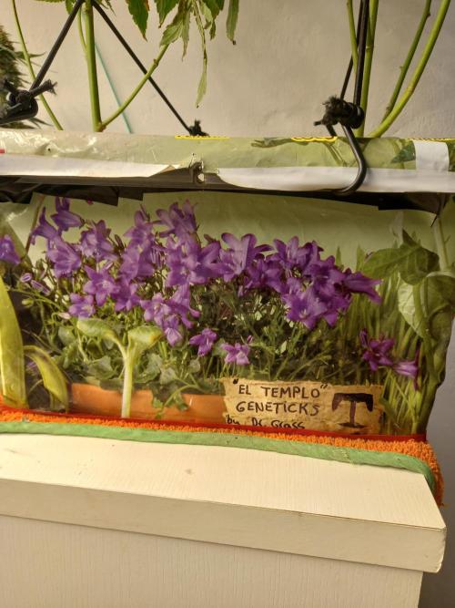 Hidroponics Black Sadow & Moon Light. Week 10