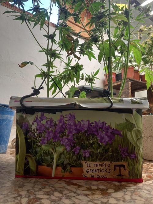 Hidroponics Black Sadow & Moon Light. Week 10