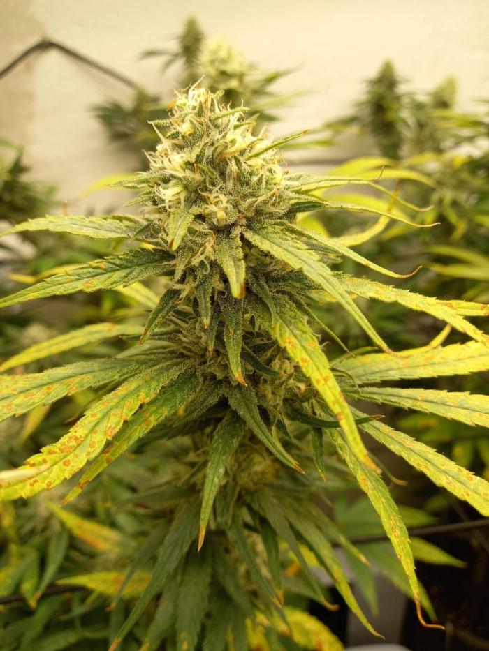 GoDi & Gelato.. Week 12