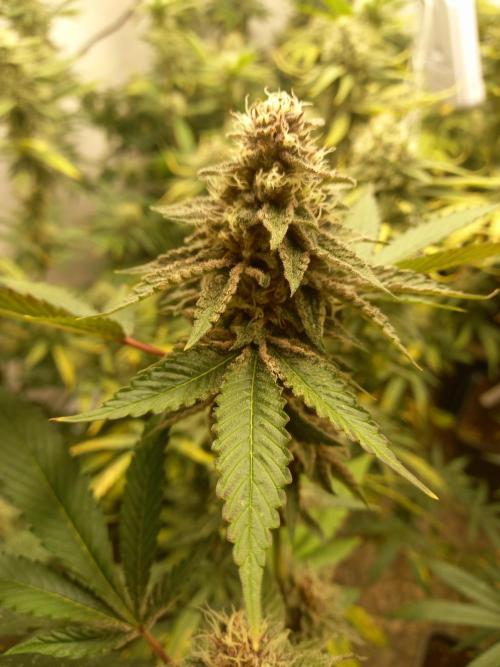 Hidroponics Black Sadow & Moon Light. Week 11