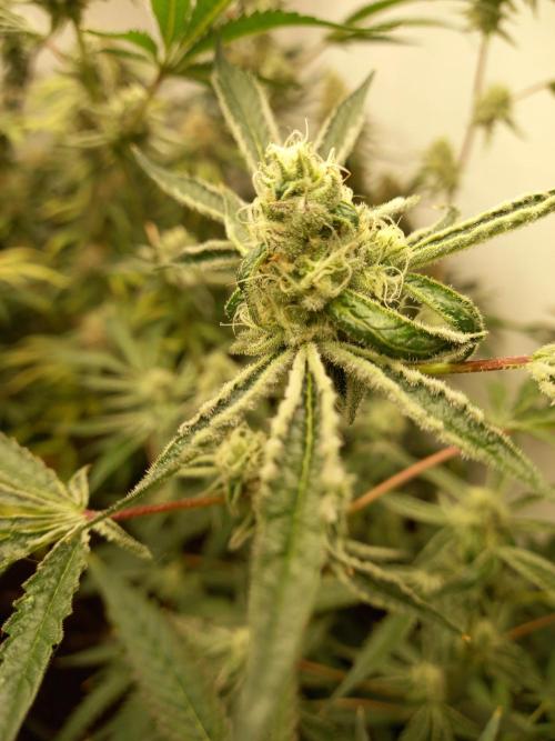 Hidroponics Black Sadow & Moon Light. Week 11