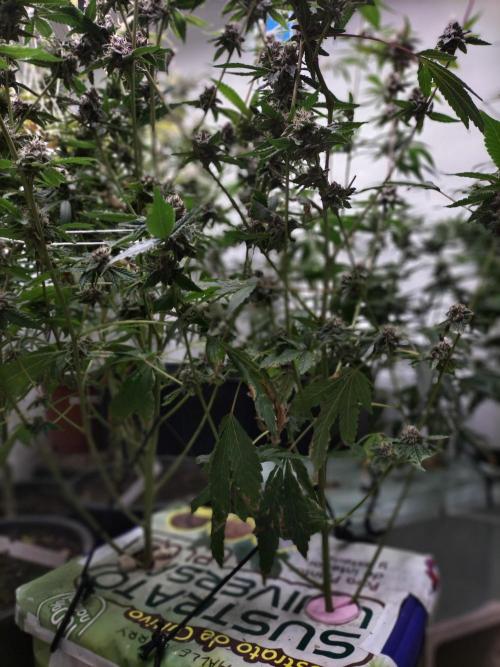 Hidroponics Black Sadow & Moon Light. Week 12