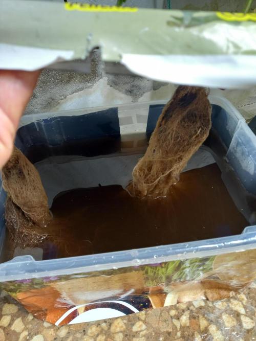 Hidroponics Black Sadow & Moon Light. Week 12