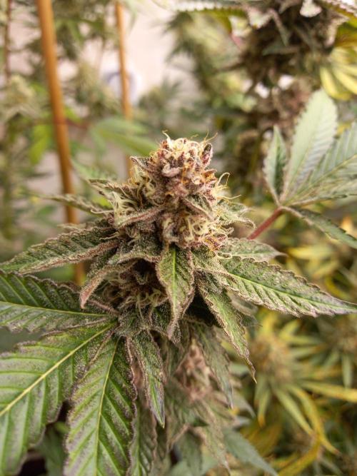 Hidroponics Black Sadow & Moon Light. Week 13