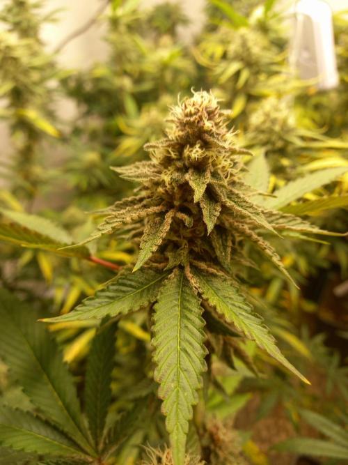 Hidroponics Black Sadow & Moon Light. Week 13