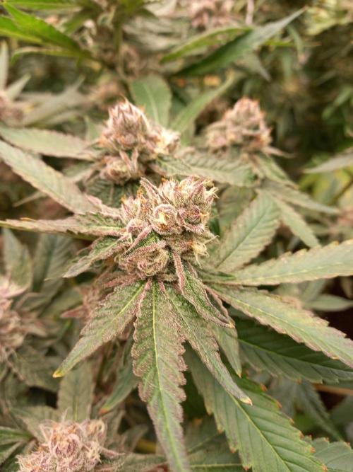 Hidroponics Black Sadow & Moon Light. Week 13