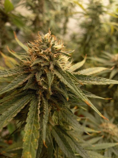 Hidroponics Black Sadow & Moon Light. Week 13