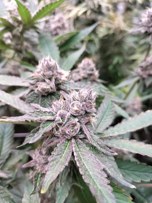 Hidroponics Black Sadow & Moon Light. Week 13