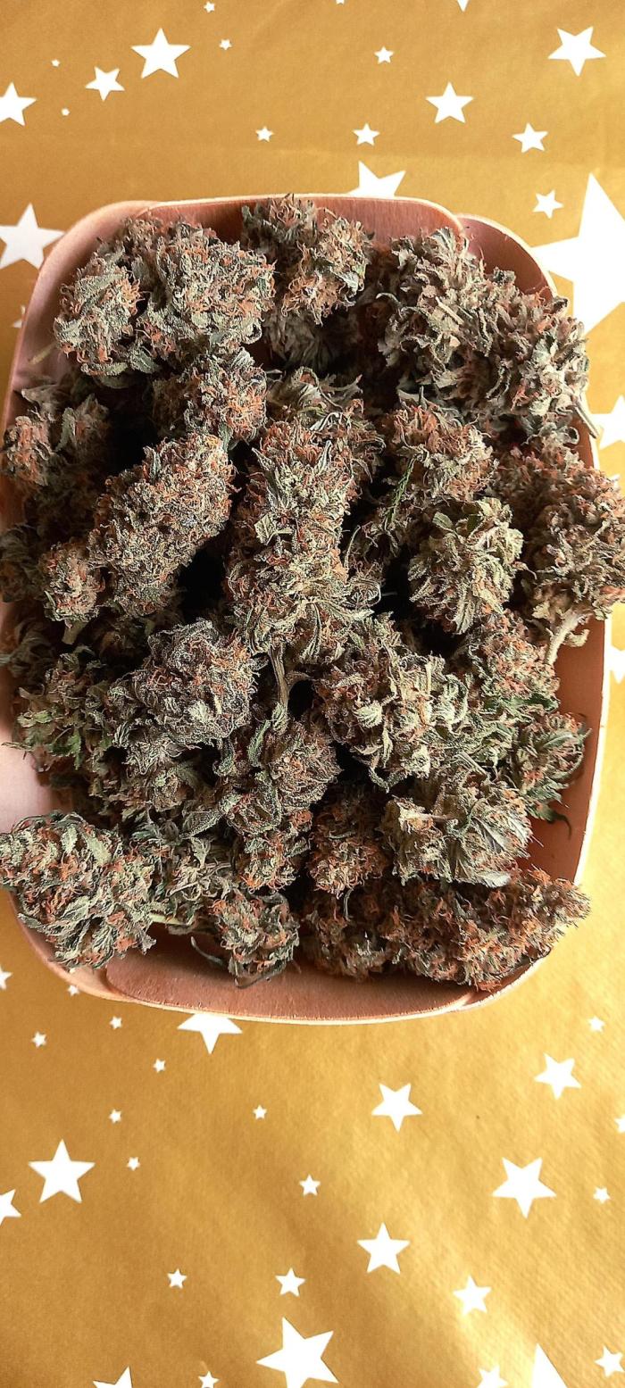 Hidroponics Black Sadow & Moon Light. Week 14