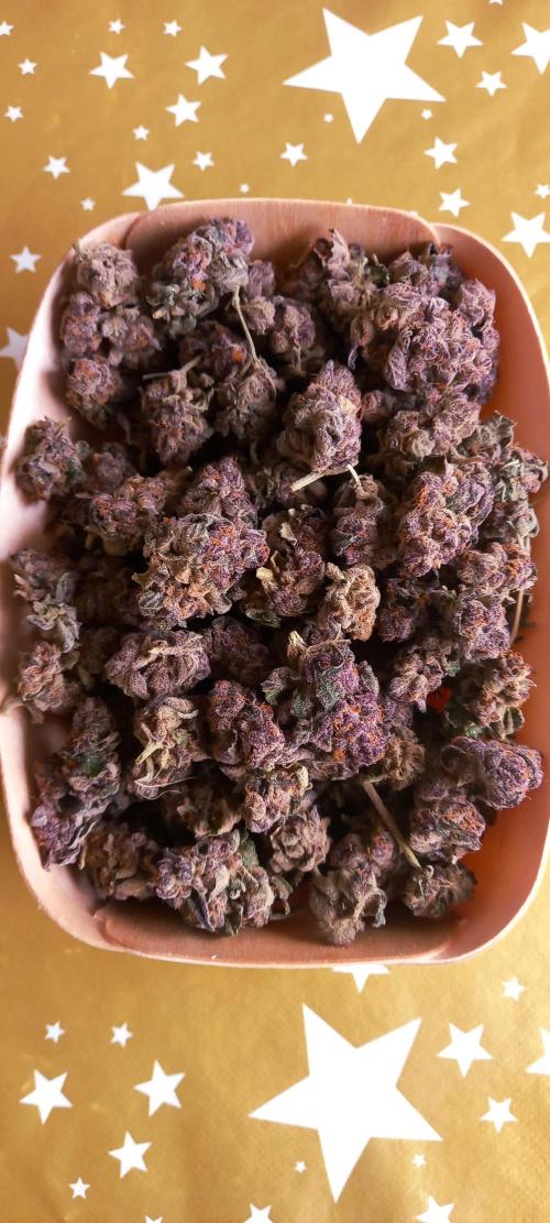 Hidroponics Black Sadow & Moon Light. Week 14