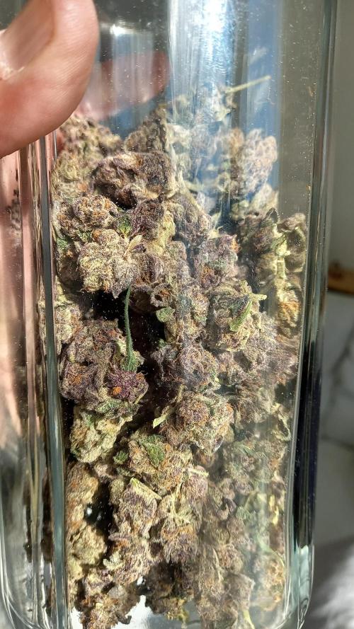 Hidroponics Black Sadow & Moon Light. Week 14