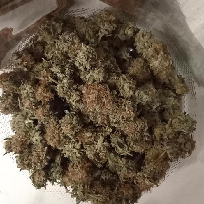 GoDi & Gelato.. Week 14