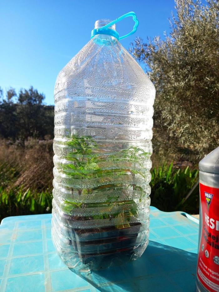 Gorilla Girl & Gelato.. Week 1