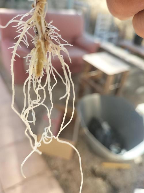 Gorilla Girl & Gelato.. Week 2