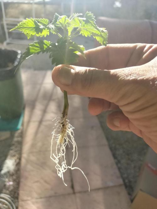 Gorilla Girl & Gelato.. Week 2