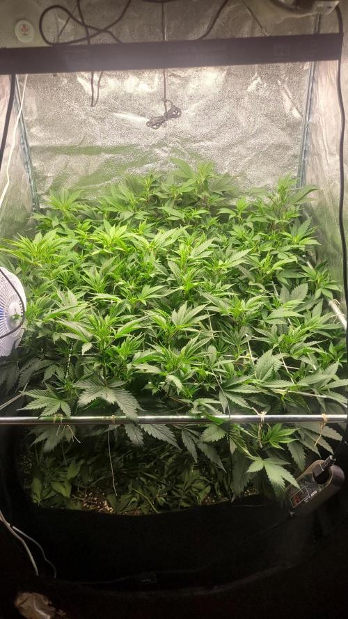 Zurple punch BX Calo_ZZ cut. Week 3