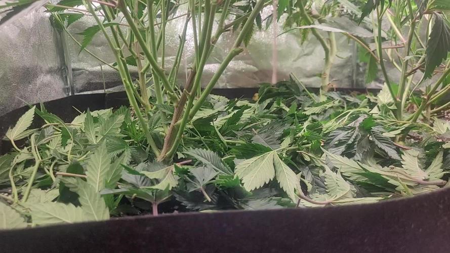 Zurple punch BX Calo_ZZ cut