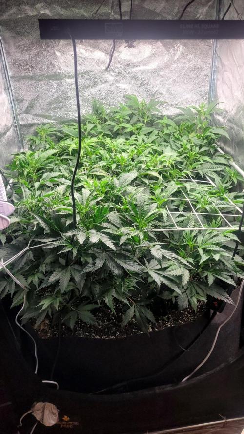 Zurple punch BX Calo_ZZ cut. Week 3 - day 20, the box is full, it's time to change schedules and go into bloom 