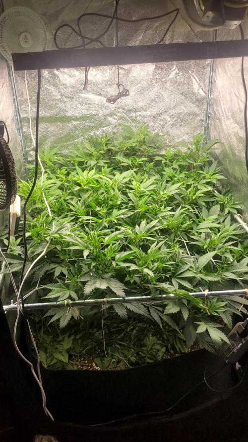 Zurple punch BX Calo_ZZ cut. Week 4