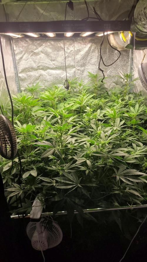 Zurple punch BX Calo_ZZ cut. Week 5 - Day 13