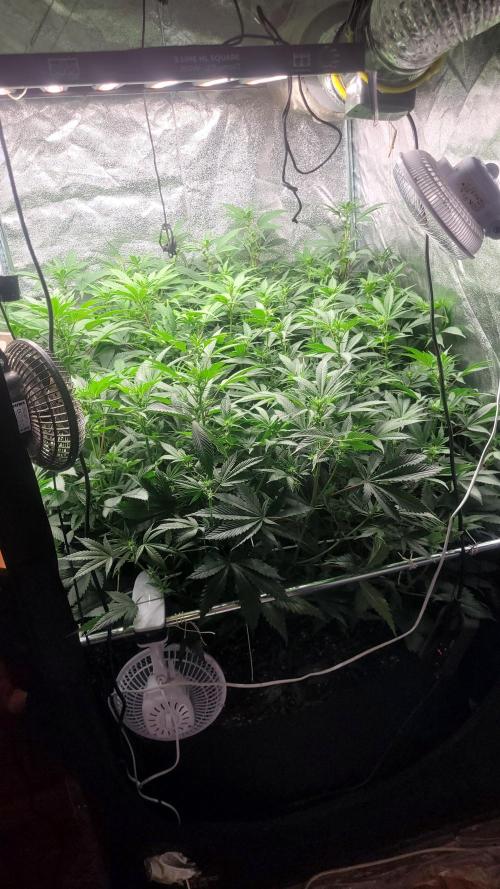 Zurple punch BX Calo_ZZ cut. Week 5 - Day 13