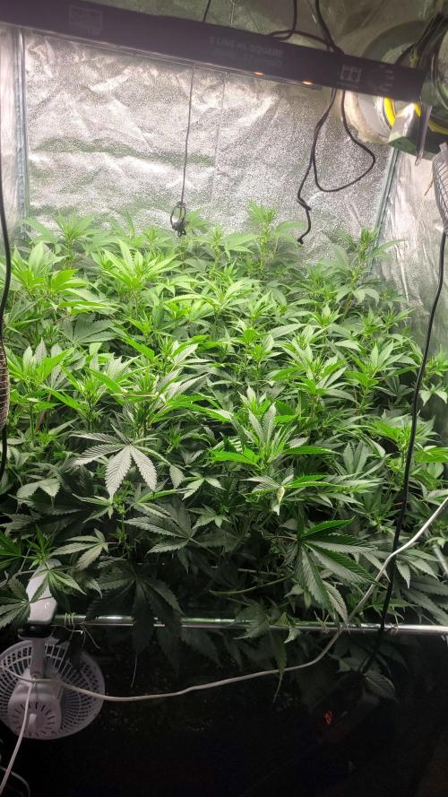 Zurple punch BX Calo_ZZ cut. Week 5 - Day 12