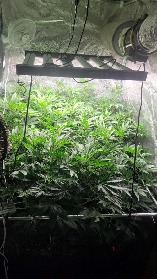 Zurple punch BX Calo_ZZ cut. Week 5 - Day 12