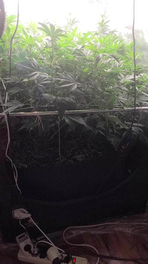 Zurple punch BX Calo_ZZ cut