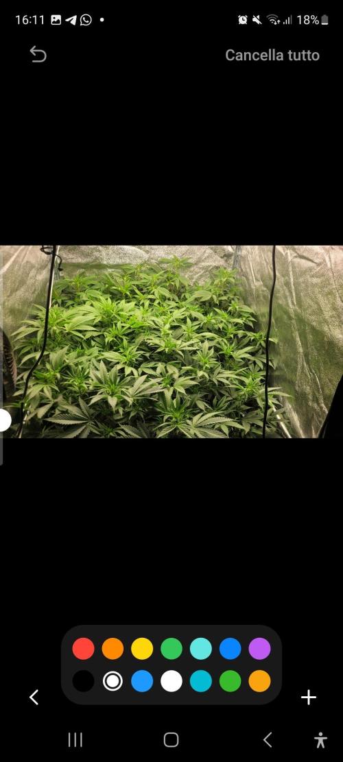 Zurple punch BX Calo_ZZ cut. Week 5