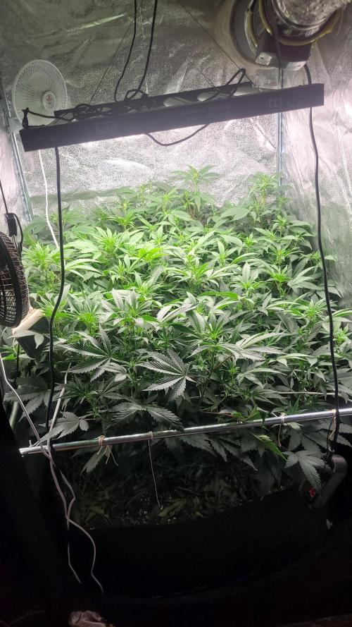 Zurple punch BX Calo_ZZ cut. Week 5