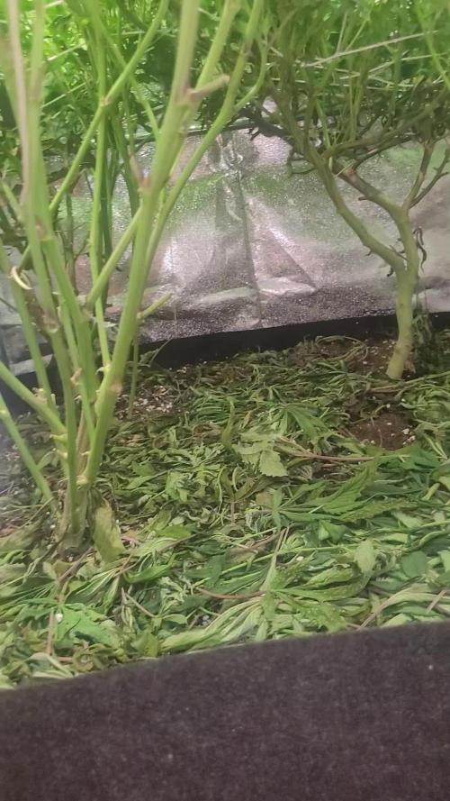 Zurple punch BX Calo_ZZ cut