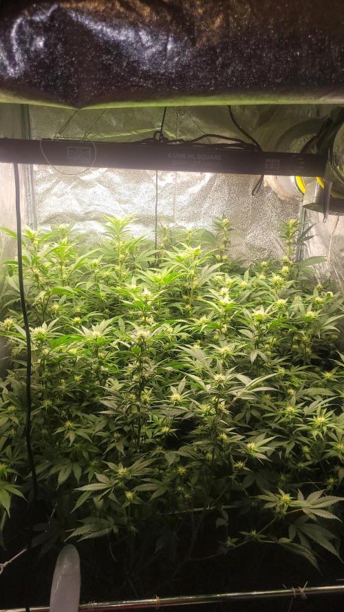 Zurple punch BX Calo_ZZ cut. Week 6