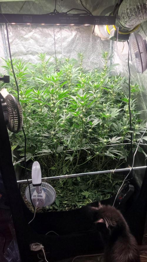 Zurple punch BX Calo_ZZ cut. Week 6