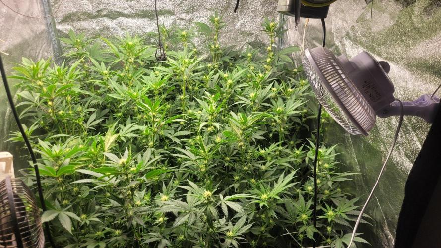 Zurple punch BX Calo_ZZ cut. Week 6