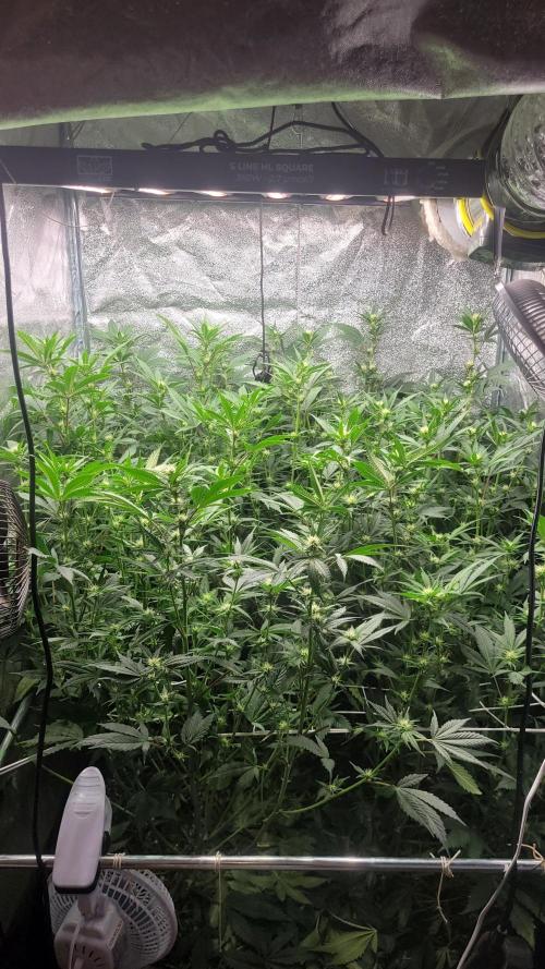 Zurple punch BX Calo_ZZ cut. Week 6