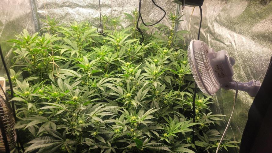 Zurple punch BX Calo_ZZ cut. Week 6