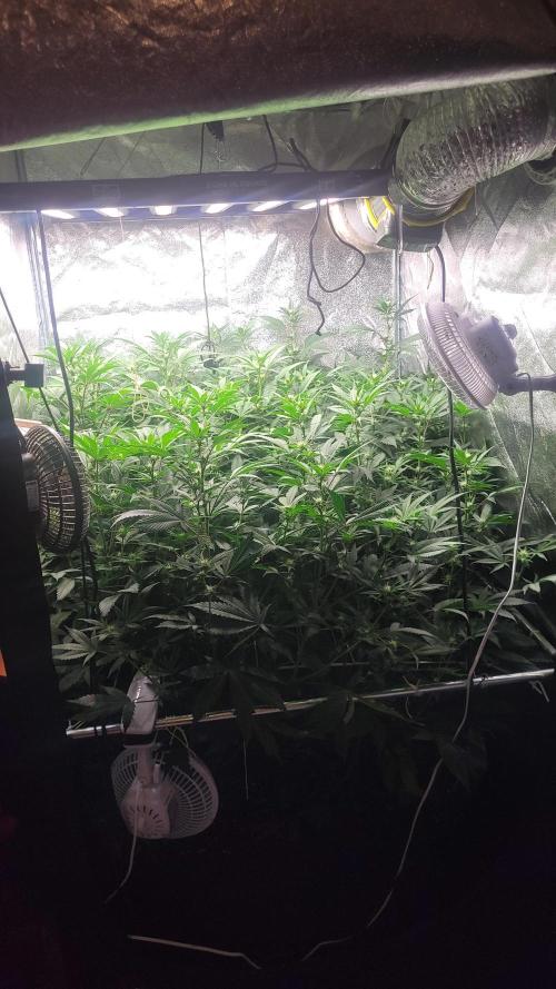 Zurple punch BX Calo_ZZ cut. Week 6