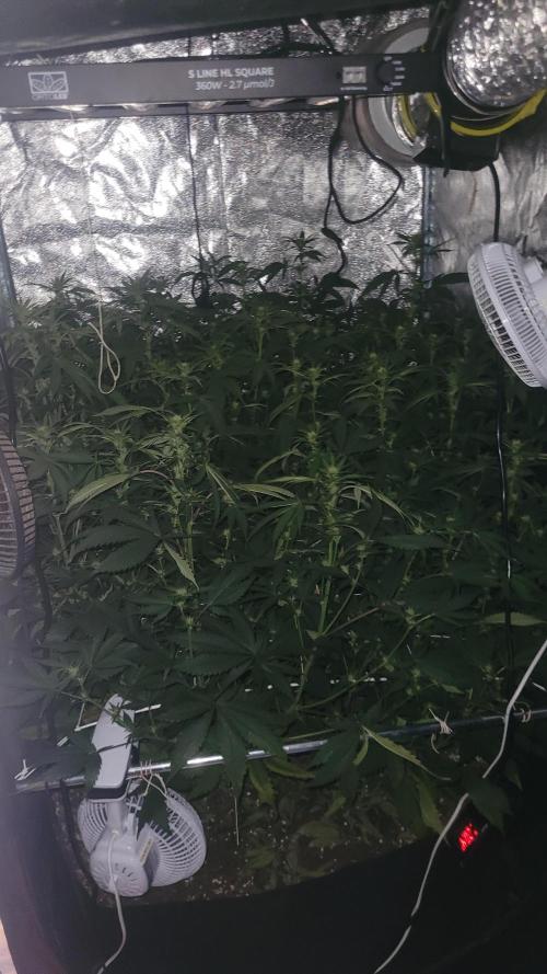 Zurple punch BX Calo_ZZ cut. Week 6