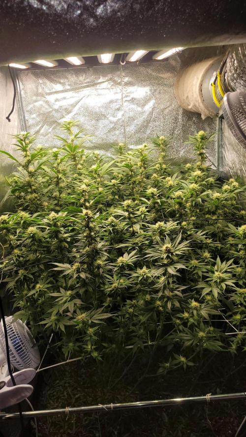 Zurple punch BX Calo_ZZ cut. Week 7