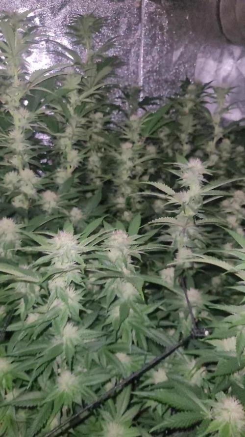 Zurple punch BX CaloZ cut