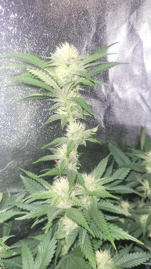 Zurple punch BX Calo_ZZ cut. Week 7